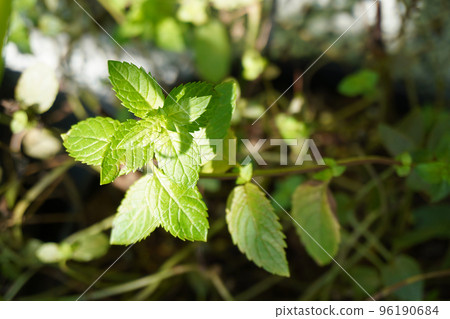Photo of a potted black peppermint plant Photo of a potted black peppermint plant 96190684