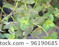 Photo of a potted black peppermint plant 96190685