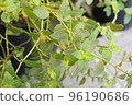 Photo of a potted black peppermint plant 96190686