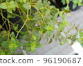 Photo of a potted black peppermint plant 96190687