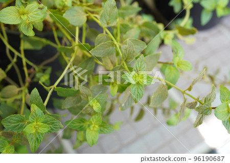 Photo of a potted black peppermint plant 96190687