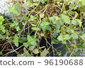 Photo of a potted black peppermint plant 96190688