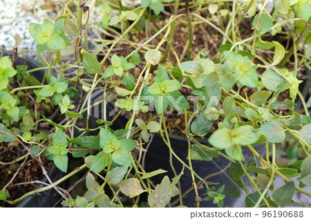 Photo of a potted black peppermint plant 96190688