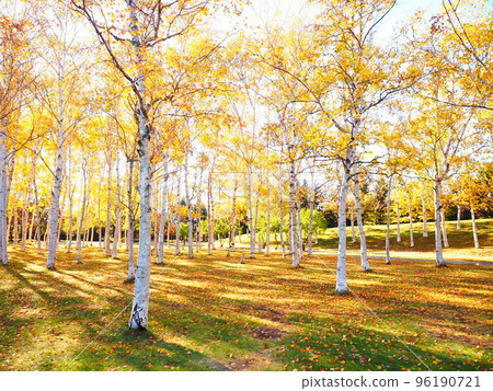 Beautiful scenery of Hokkaido Autumn scenery of white birch forest 96190721