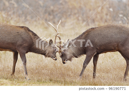 Yezo deer fighting with their horns facing each other (Hokkaido) 96190771