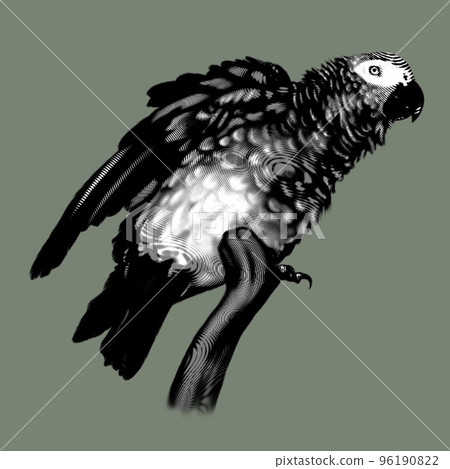 Grey parrot. Grey and red parrot graphic illustration. Realistic bird 96190822