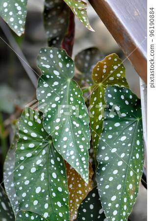 Begonia or Begonia maculata ,Begonia Maculata Wightii Begonia or Begonia maculata ,Begonia Maculata Wightii 96190884