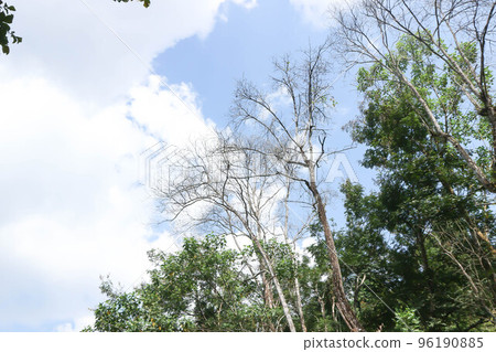 tree , leaf or forest or tree and sky 96190885