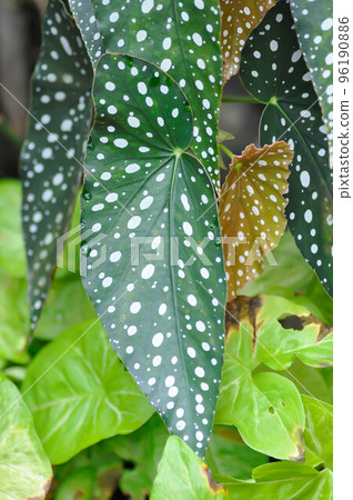 Begonia or Begonia maculata ,Begonia Maculata Wightii 96190886