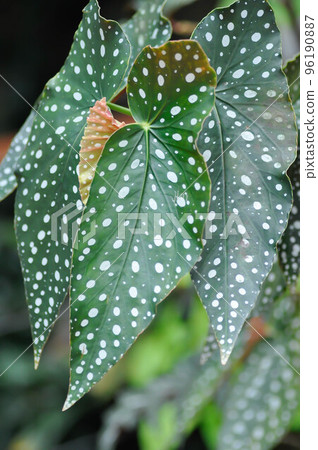 Begonia or Begonia maculata ,Begonia Maculata Wightii 96190887