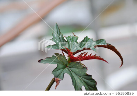 Begonia leopatra, Begonia sp or Begonia plant or red leaf or bicolor leaf 96190889
