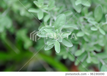 Barometer bush, Ash plant, Texas barometer bush,Leucophyllum frutescens ,SCROPHULARIACEAE 96190890