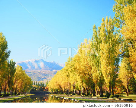 北海道的絕景 秋天的前田森林公園 秋天的白楊樹景色 96190916