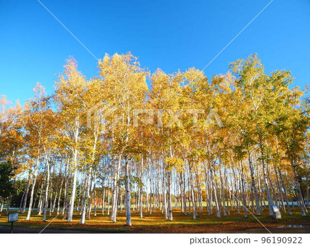 北海道美景 白樺林秋景 96190922