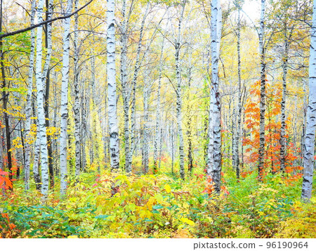 北海道美景 白樺林秋景 96190964