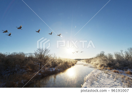 A flock of red-crowned cranes taking off from their roost surrounded by frost-covered trees (Tsurui, Hokkaido) 96191007