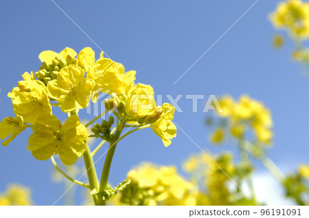 Rape blossoms seen under the blue sky 96191091