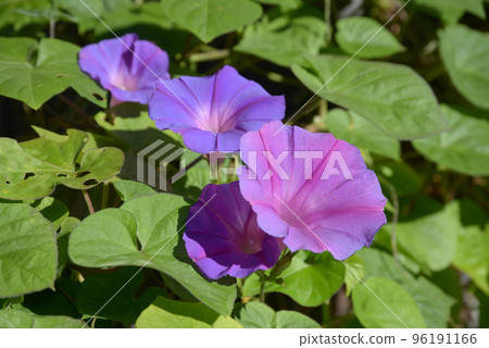 Morning Morning 96191166