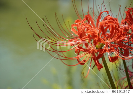 群集孤挺花 群集孤挺花 96191247