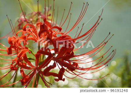 群集孤挺花 群集孤挺花 96191248
