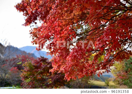 Minami Aso Autumn Leaves 96191358