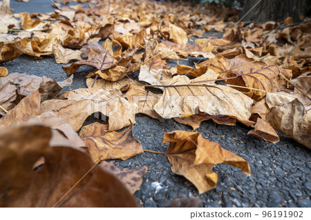 Autumn image cut Fallen leaves of Tomioka Hachiman Park 96191902