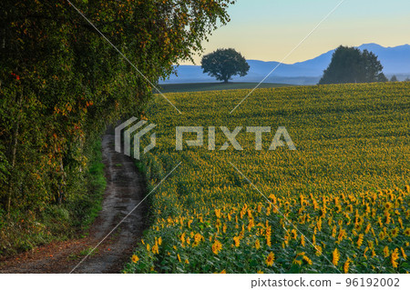 [Biei Town, Hokkaido] Sunflower field 96192002