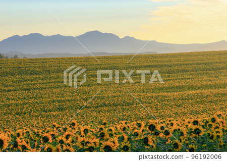 [Biei Town, Hokkaido] Daisetsuzan, sunflower field and morning mist 96192006