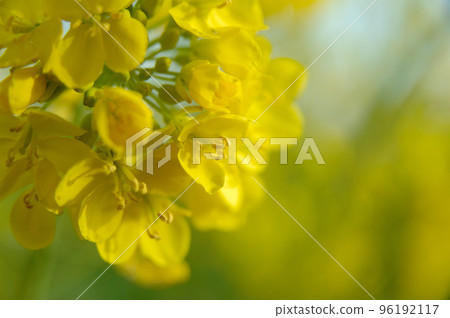 我有一天看到的油菜田 我有一天看到的油菜田 96192117
