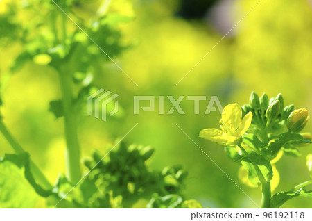 我有一天看到的油菜田 我有一天看到的油菜田 96192118