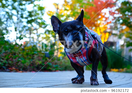 French bulldog and a walk in autumn leaves French bulldog and a walk in autumn leaves 96192172