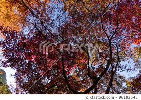 Autumn leaves of Zuisha Autumn leaves of Zuisha 96192545