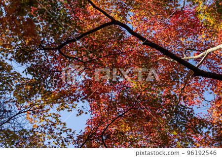 Autumn leaves of Zuisha Autumn leaves of Zuisha 96192546