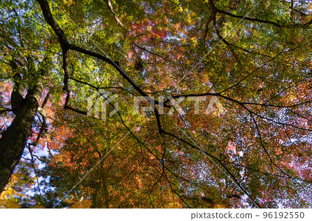Autumn leaves of Zuisha 96192550