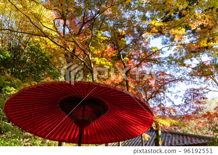 Autumn leaves of Zuisha Autumn leaves of Zuisha 96192551