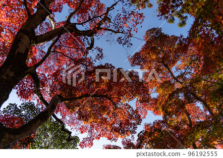 Autumn leaves of Zuisha 96192555