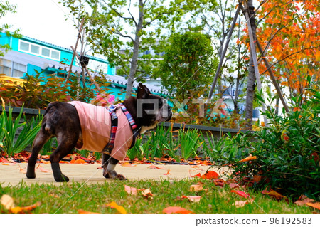 French bulldog and a walk in autumn leaves French bulldog and a walk in autumn leaves 96192583