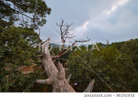 landscape dry fallen tree in the mountains landscape dry fallen tree in the mountains 96192938