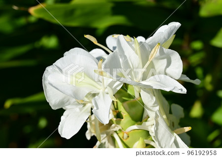 White flowers of white ginger (Zingiberaceae) White flowers of white ginger (Zingiberaceae) 96192958