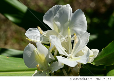 White flowers of white ginger (Zingiberaceae) White flowers of white ginger (Zingiberaceae) 96193037