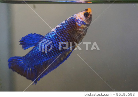 Betta female Betta female 96193598
