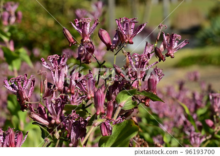 Hototogisu (Liliaceae) perennial Hototogisu (Liliaceae) perennial 96193700
