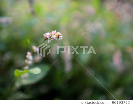 10月盛開的靛藍花 96193733