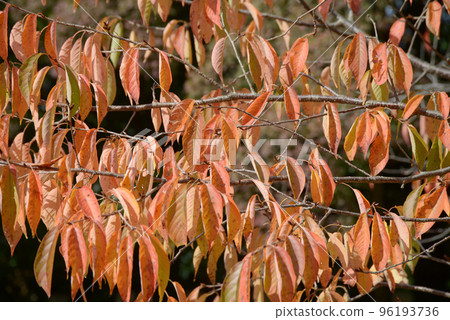 秋色葉紋 96193736