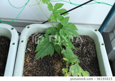 Goya with powdery mildew Location: Veranda 96193815