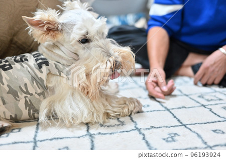 Scotch terrier relaxing in the living room with the owner (Scottish terrier) 96193924