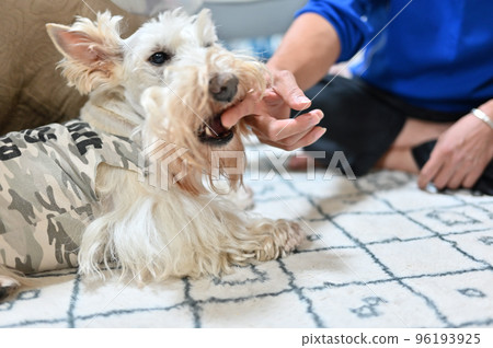 Scotch (Scottish Terrier) biting his male owner's finger 96193925