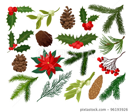 Christmas Plants with Holly Berry, Pine Branch, Mistletoe and Red Flower Vector Set 96193926