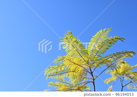 藍花楹樹葉和藍天 藍花楹樹葉和藍天 96194053