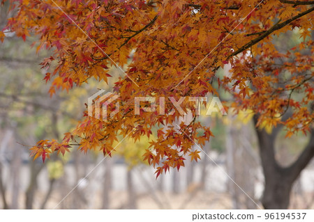 Gyeongbokgung Palace in Autumn 96194537